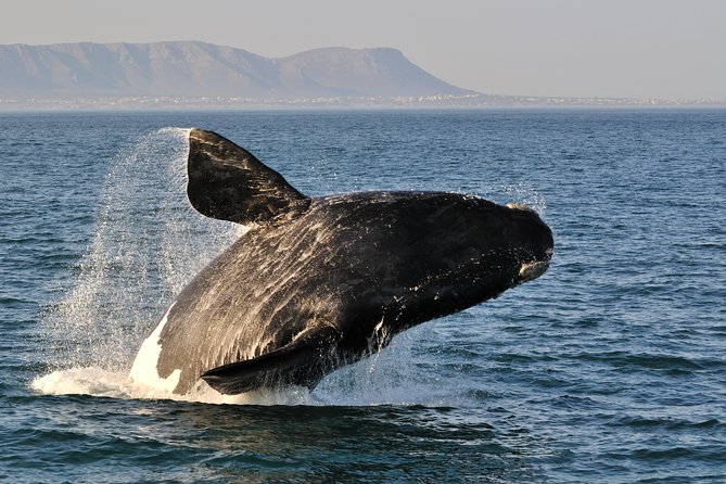 From Cape Town: Full Day Guided Hermanus and Whale Tour - Key highlights you will feel the moment you arrive