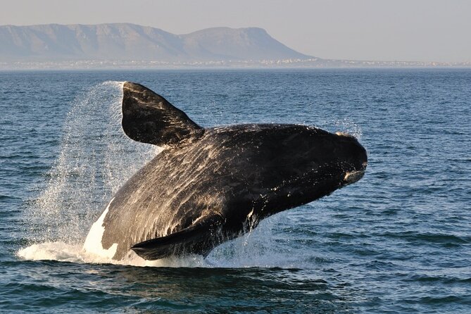 From Cape Town: Full Day Guided Hermanus and Whale Tour - Price and value: what you get for about $51