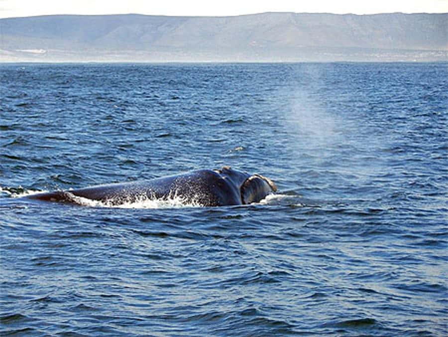From Cape Town: Full-Day Hermanus Whale Watching Tour - Southern Right Whales, June to November: What You Can Count On