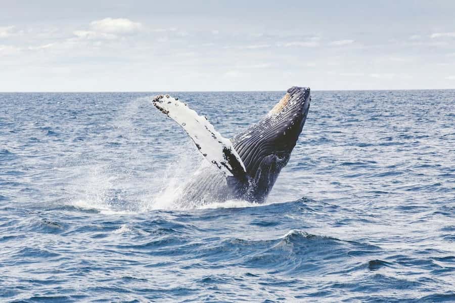 From Cape Town: Full-Day Hermanus Whale Watching Tour - Harold Porter Botanical Gardens: A Scenic Start with Real Guidance