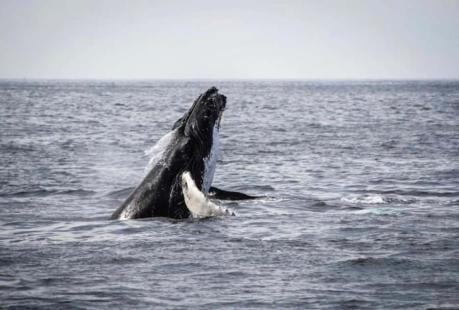 From Cape Town: Full-Day Hermanus Whale Watching Tour - Hermanus Time Blocks: Whale Watching from Shore