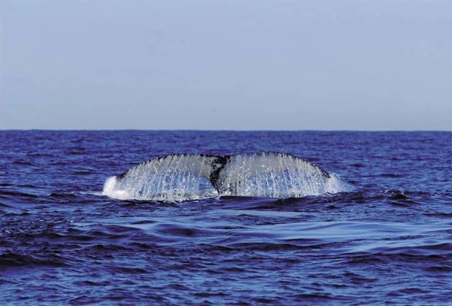 From Cape Town: Full-Day Hermanus Whale Watching Tour - Elgin and Sir Lowry’s Pass: The Scenic Stops Between Sightings
