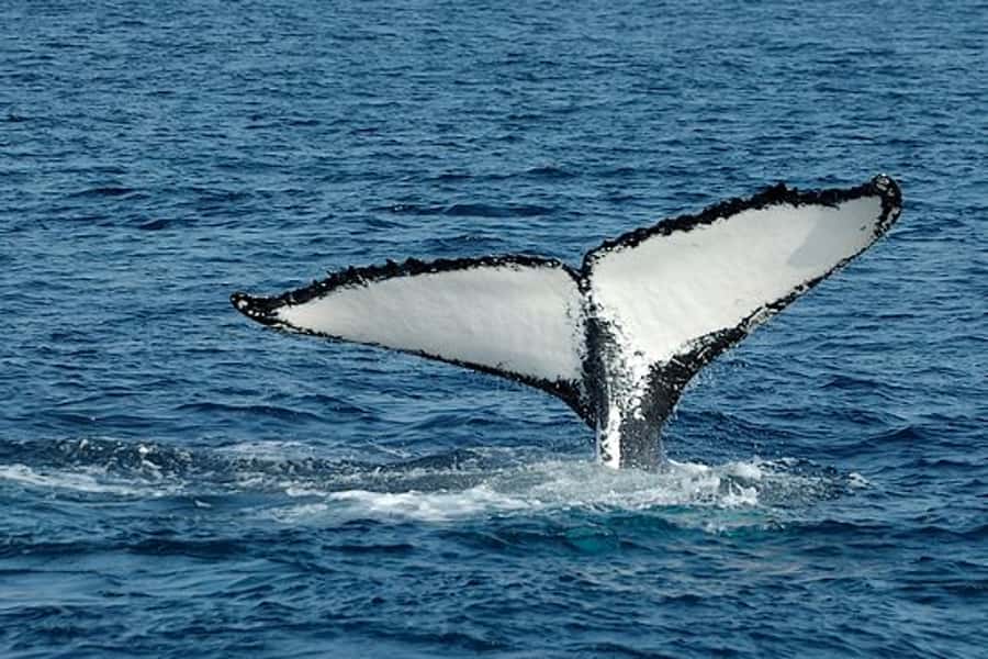 From Cape Town: Full Day Hermanus Whale Watching Tour - The coastal drive from Cape Town, with good stops built in