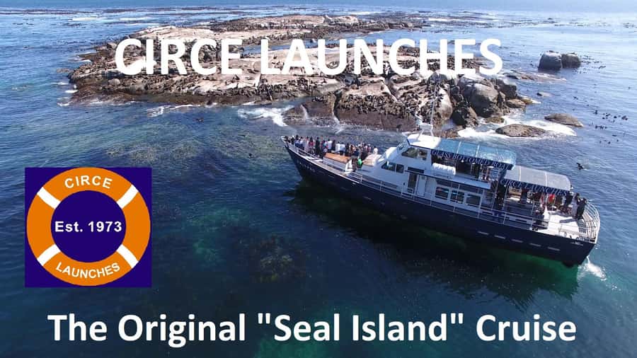 From Cape Town: Glass-Bottom Boat Seal Watching Tour - Return ride wildlife: dolphins, whales, and sunfish