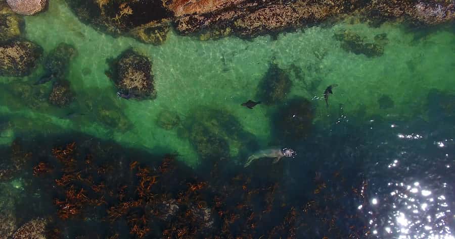 From Cape Town: Glass-Bottom Boat Seal Watching Tour - Crew, comfort, and the custom boat design