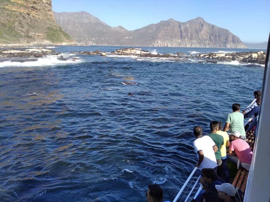 From Cape Town: Glass-Bottom Boat Seal Watching Tour - Who should book this cruise?