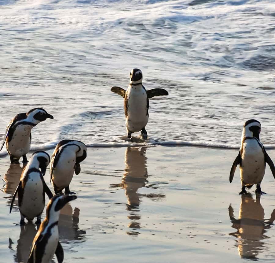 From Cape Town: Half Day Cape Point & Penguins Tour - Simon’s Town and Fish Hoek: the return route with character