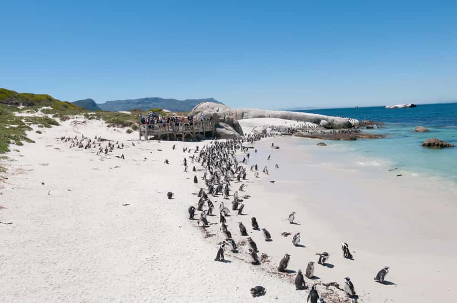 From Cape Town: Half Day Cape Point & Penguins Tour - Should you book this Cape Point and penguins half-day?