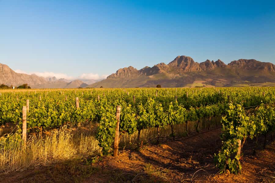 From Cape Town: Half Day Winelands Tour with winetasting - Stellenbosch first: the town that explains the wine