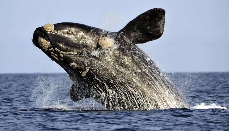 From Cape Town: Hermanus Whale Watching Boat Trip - From Cape Town to Gansbaai, the day starts early for a reason