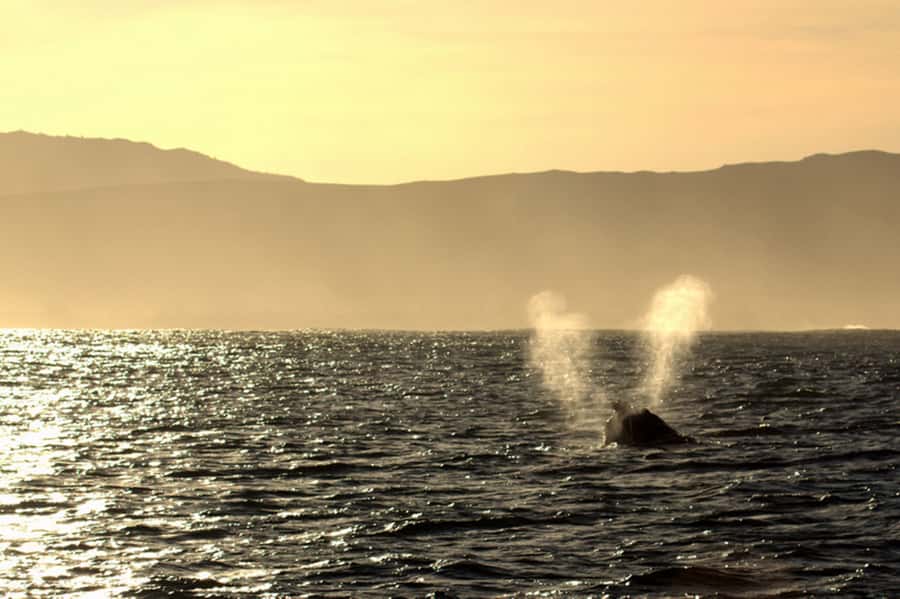 From Cape Town: Hermanus Whale Watching Boat Trip - Should you book this Hermanus whale watching speedboat trip?