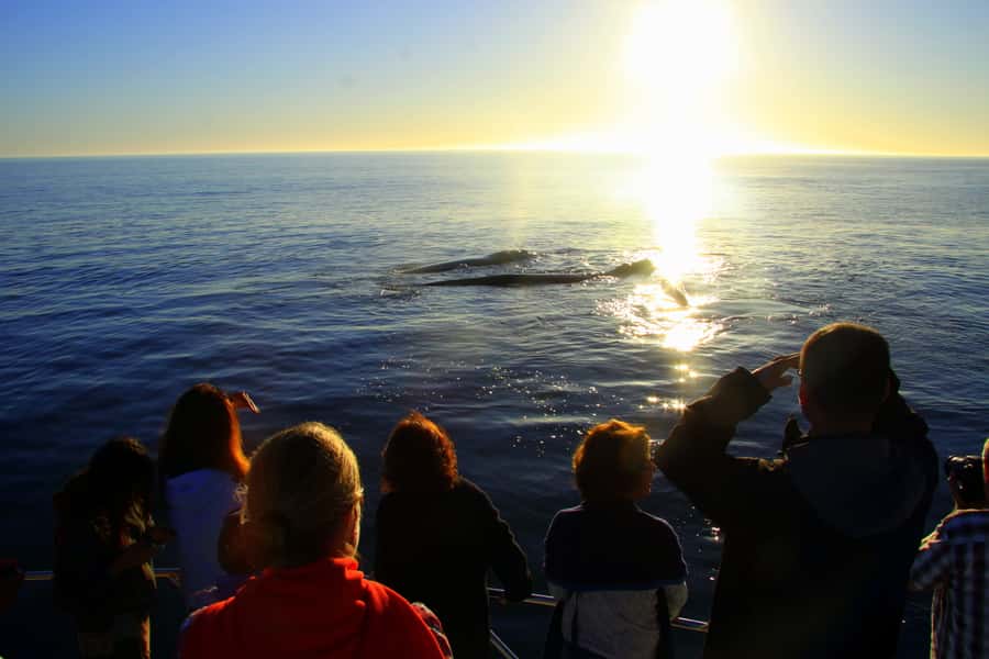 From Cape Town: Hermanus Whale Watching Boat Trip - Drinks, snacks, and the food reality on a 7-hour day