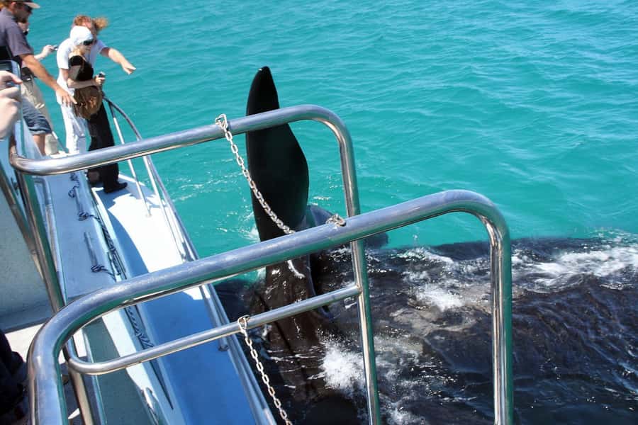 From Cape Town: Hermanus Whale Watching Boat Trip - Timing, season, and weather: why you might see whales shy or active