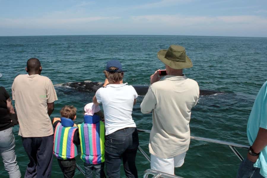 From Cape Town: Hermanus Whale Watching Boat Trip - De Kelders and the whale search: what the ride is really like
