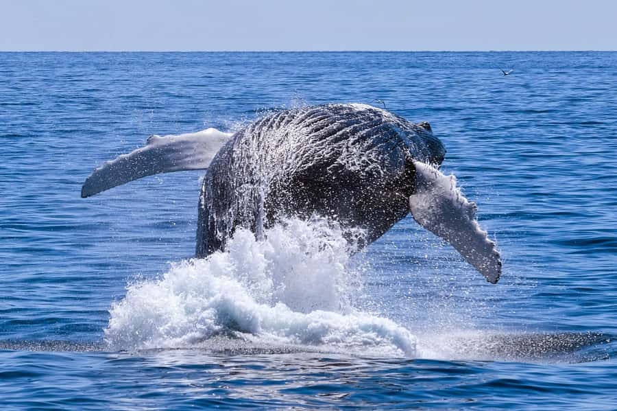 From Cape Town: Hermanus Whale Watching Full Day Tour - A full-day drive built around Walker Bay