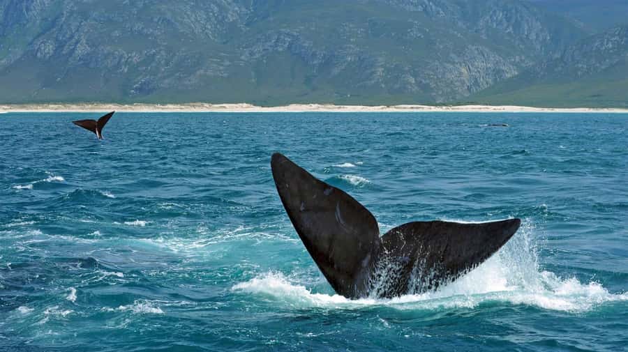 From Cape Town: Hermanus Whale Watching Full Day Tour - Small-group, English guide, and the logistics that matter