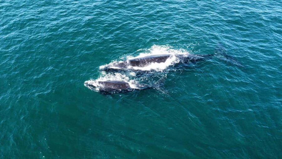 From Cape Town: Hermanus Whale Watching Tour with Boat Trip - Key Things I’d Focus on Before You Go