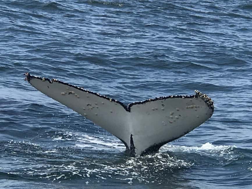 From Cape Town: Hermanus Whale Watching Tour with Boat Trip - Cape Town to Hermanus: Why This Trip Works as a Full-Day Plan