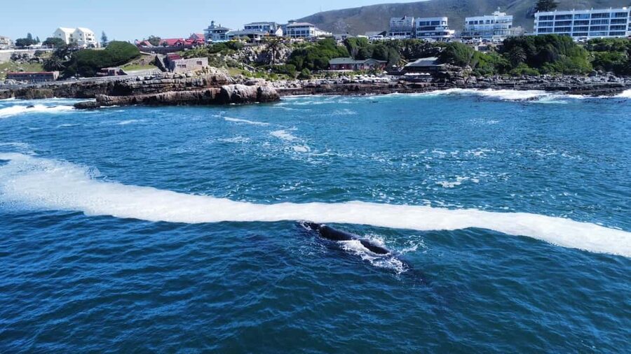 From Cape Town: Hermanus Whale Watching Tour with Boat Trip - The Boat Trip: 2 to 3 Hours of Up-Close Southern Right and Humpback Watching