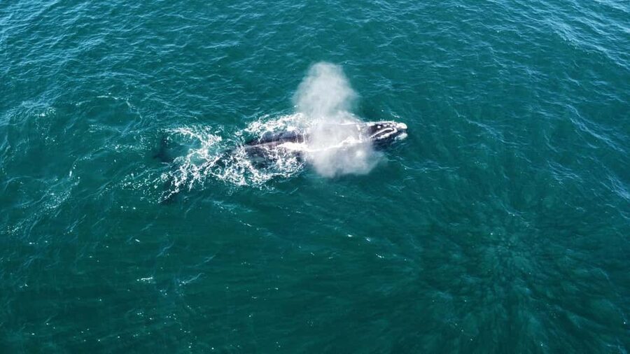 From Cape Town: Hermanus Whale Watching Tour with Boat Trip - Meeting Your Guide and Driver: The Private-Service Difference