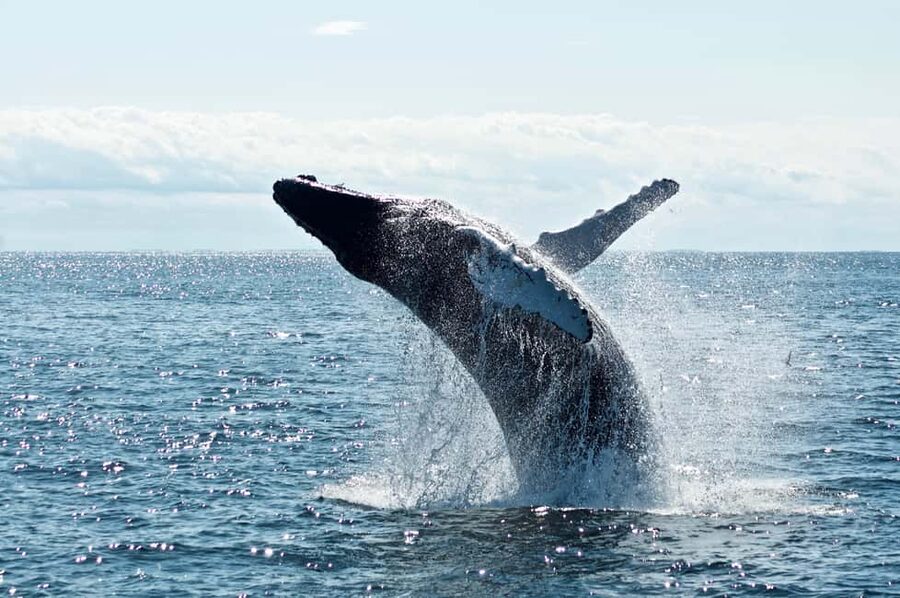 From Cape Town: Hermanus Whale Watching Tour with Boat Trip - What to Bring for a Comfort-First Whale Day