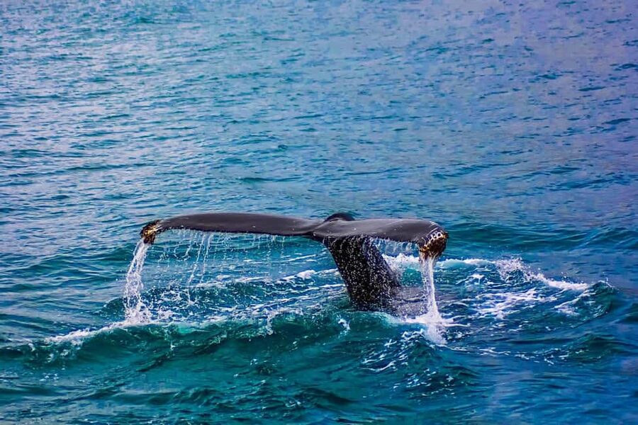 From Cape Town: Hermanus Whale Watching Tour with Boat Trip - Who This Tour Suits Best (And Who Should Think Twice)