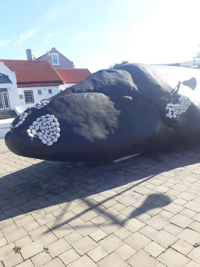 From Cape Town: Hermanus Whale Watching Tour with Transfer - Key points to notice before you go