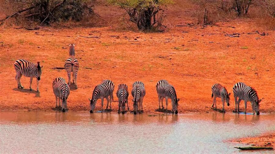 From Cape Town: Kruger National Park 2-Day Safari Trip - Highlights That Matter on a Cape Town to Kruger 2-Day Safari