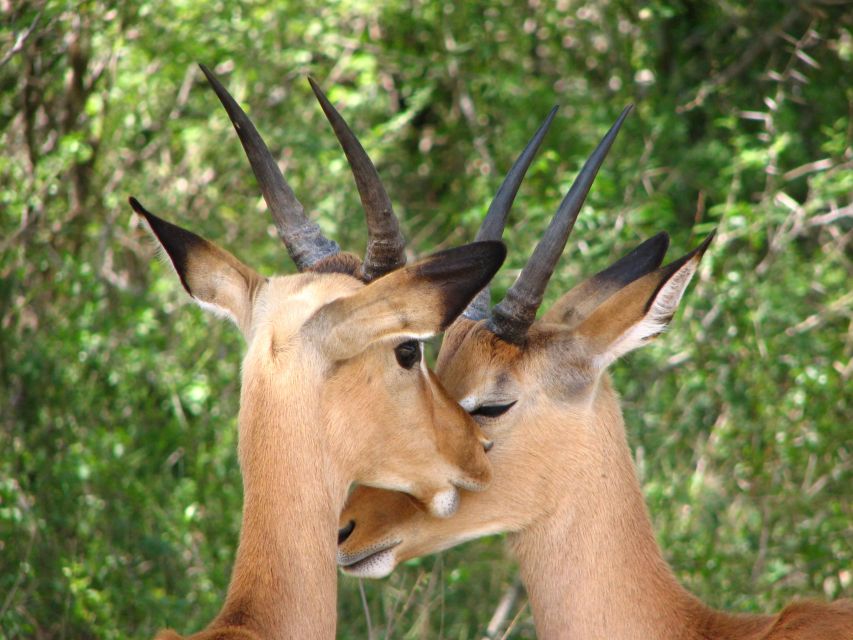 From Cape Town: Kruger National Park 2-Day Safari Trip - Road Map From Cape Town to Kruger: Flights, Transfers, and Real Time in the Park
