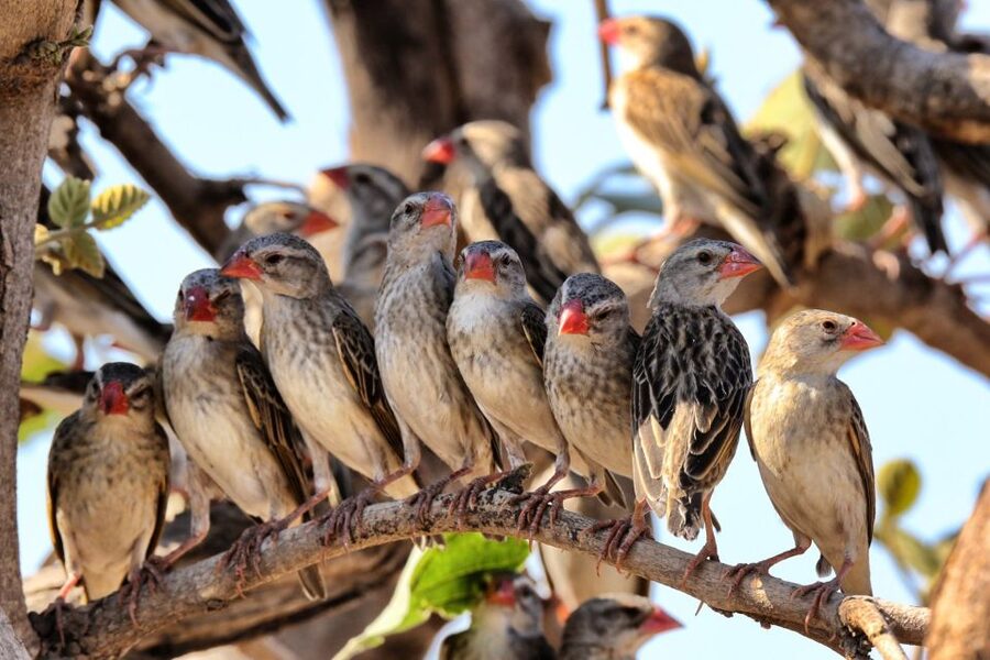 From Cape Town: Kruger National Park 2-Day Safari Trip - Protea Hotel in Hazyview: The Night Stop That Sets Up Your Sunrise Safari