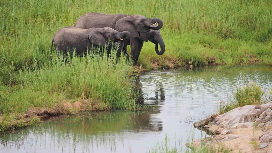 From Cape Town: Kruger National Park 2-Day Safari Trip - Wildlife Expectations: What You Can Plan For (and What You Should Not Stress About)