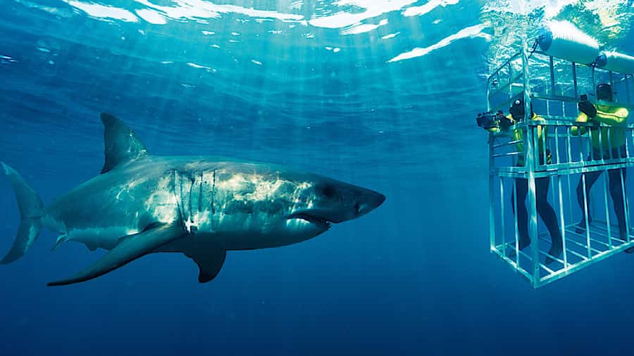 From Cape Town: Shark Cage Diving and Penguin Tour - Key things to know before you book