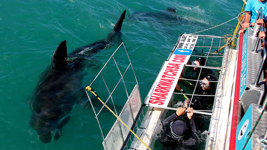 From Cape Town: Shark Cage Diving and Penguin Tour - Cape Town to Gansbaai, a 9-hour plan with an early start