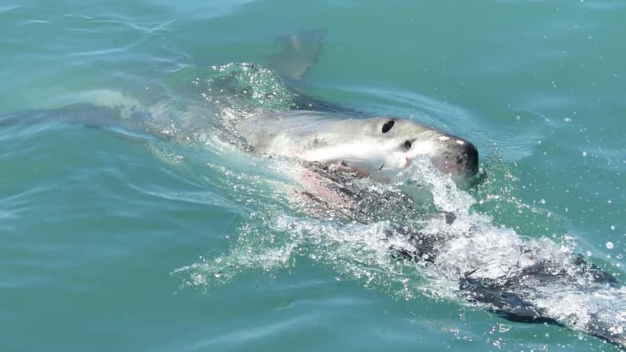 From Cape Town: Shark Cage Diving and Penguin Tour - On the water: three hours, expert crew, and how sharks get close