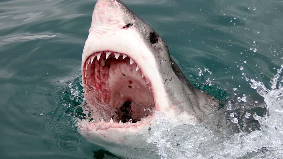 From Cape Town: Shark Cage Diving and Penguin Tour - Weather, shark sightings, and the reality check that keeps this trip fun