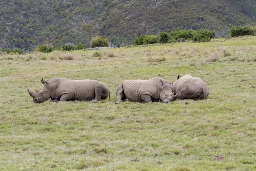 From Cape Town: South African Wildlife and Safari 2-Day Tour - Key Things That Make This Tour Worth Your Time