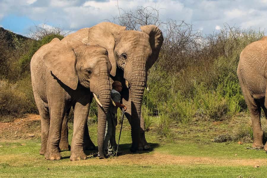 From Cape Town: South African Wildlife and Safari 2-Day Tour - Buffelsdrift Private Game Reserve Bush Drive, More Seeing, Less Guessing