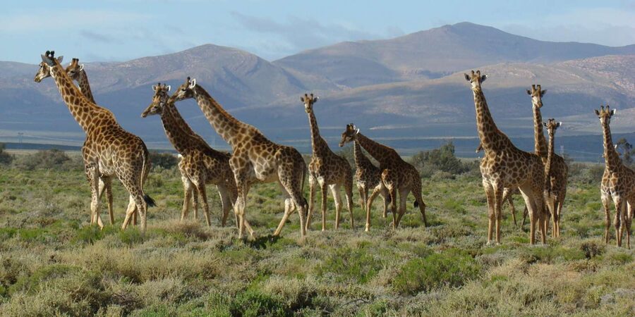 From Cape Town: South African Wildlife and Safari 2-Day Tour - Rescued Elephants in Nature, The Optional Add-On That Gets Strong Praise