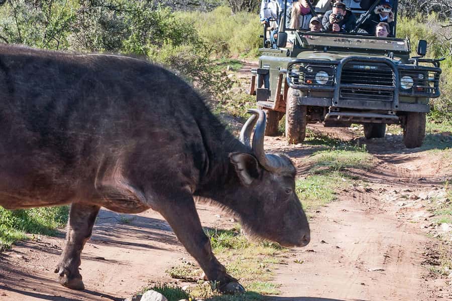 From Cape Town: South African Wildlife and Safari 2-Day Tour - Route 62 Back to Cape Town or Stellenbosch, A Scenic Finish With Real Distance