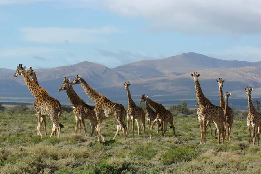 From Cape Town: South African Wildlife and Safari 2-Day Tour - Accommodation Options Around Oudtshoorn, Pick Your Comfort Level