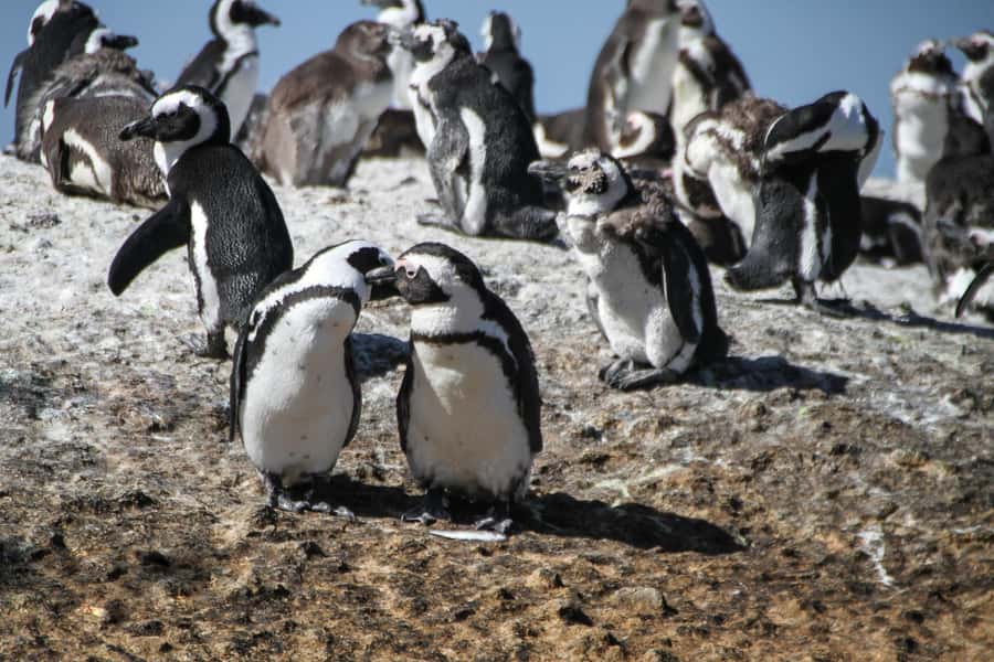 From Cape Town: Table Mountain and Cape of Good Hope Tour - Boulders Beach and African penguins in the wild