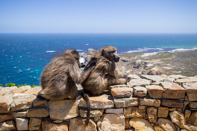 From Cape Town: Table Mountain, Cape of Good Hope & Penguins including Park Fees - Getting Picked Up and Setting Priorities Before the Road