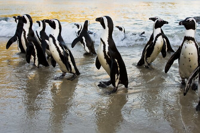 From Cape Town: Table Mountain, Cape of Good Hope & Penguins including Park Fees - Camps Bay and the Atlantic Seaboard Drive: The Road Trip Part You Actually Want
