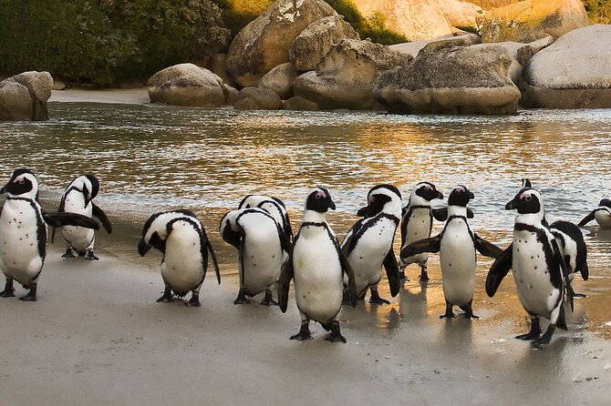From Cape Town: Table Mountain, Cape of Good Hope & Penguins including Park Fees - Table Mountain by Cable Car: The Views, the Timing, and the Lines You Might Face