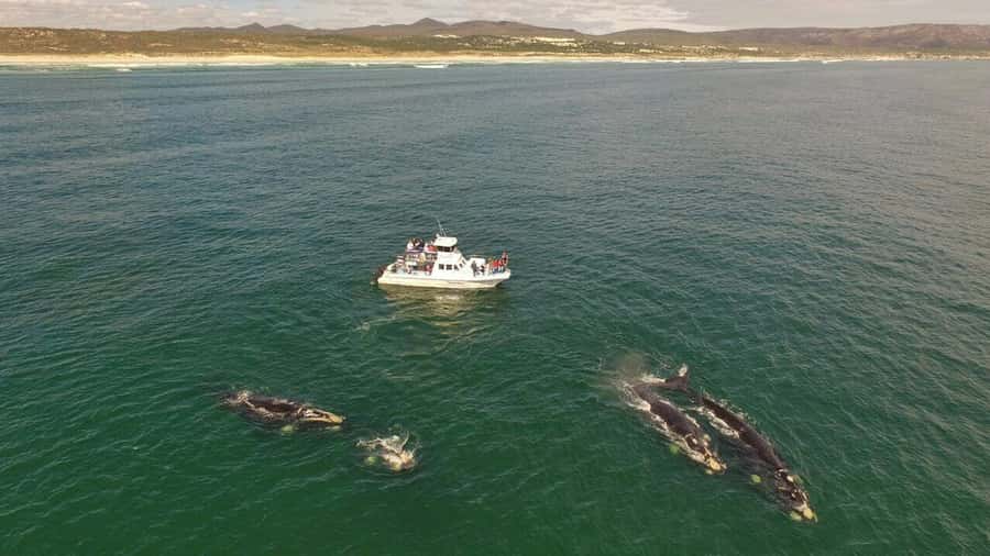 From Cape Town: Whale Watching Tour in Hermanus and Gansbaai - What to pack so you enjoy every stop, from cliffs to the boat