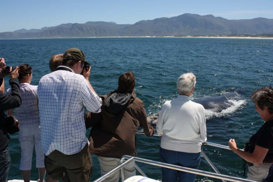 From Cape Town: Whale Watching Tour in Hermanus and Gansbaai - Hermanus time: late lunch not included, but browsing fits the rhythm