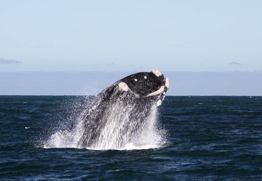 From Cape Town: Whale Watching Tour in Hermanus and Gansbaai - Guides and small details that often decide whether the day feels special