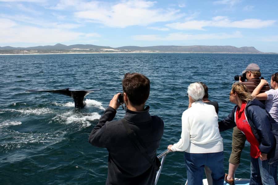 From Cape Town: Whale Watching Tour in Hermanus and Gansbaai - Price and value: is $249 worth it for Hermanus and Gansbaai?