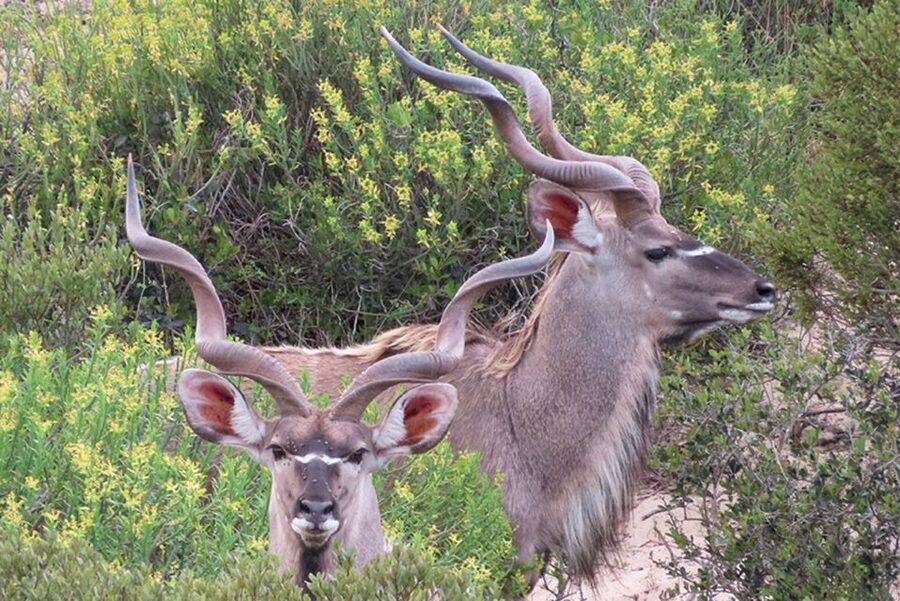 From Cape Town: Wildlife Safari, Olive, Beer & Wine Tasting - Key points to know before you go