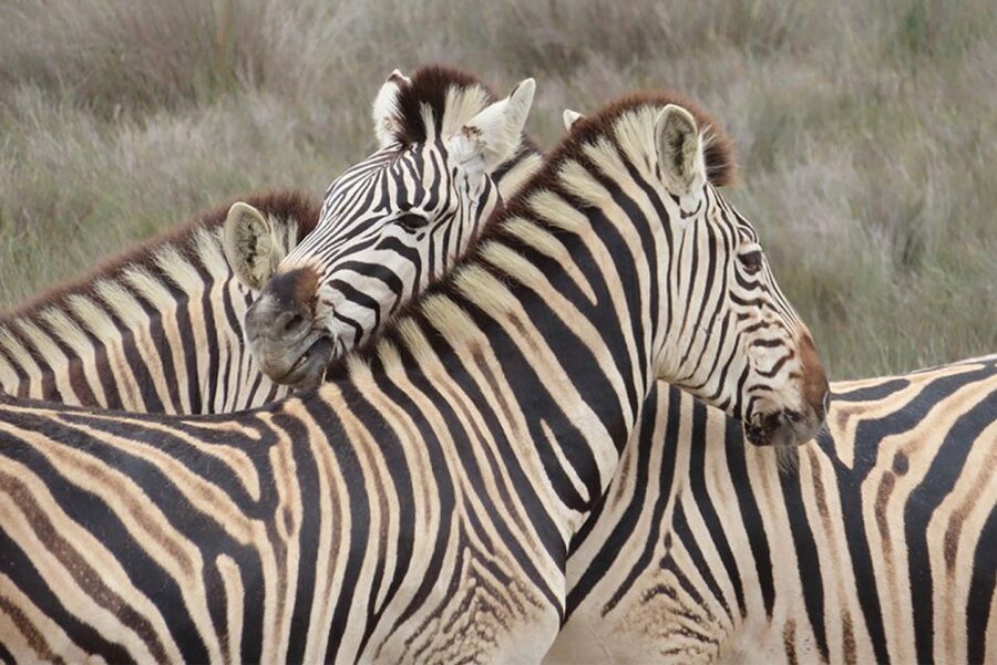 From Cape Town: Wildlife Safari, Olive, Beer & Wine Tasting - From Cape Town to Buffelsfontein: the day’s rhythm starts fast